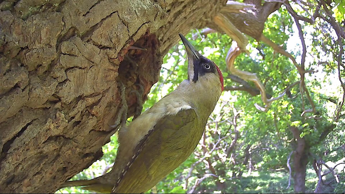 BBC Two - Springwatch, 2016, Episode 7, A stoat discovers a woodpecker nest