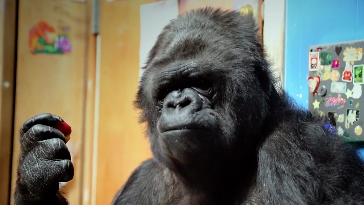 BBC One Koko The Gorilla Who Talks to People, 5 reasons to watch Koko