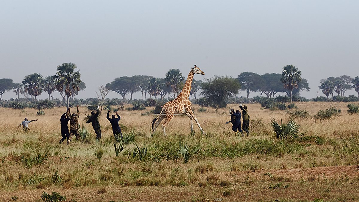 BBC Two How to catch a giraffe Natural World, 20162017, Giraffes Africa's Gentle Giants