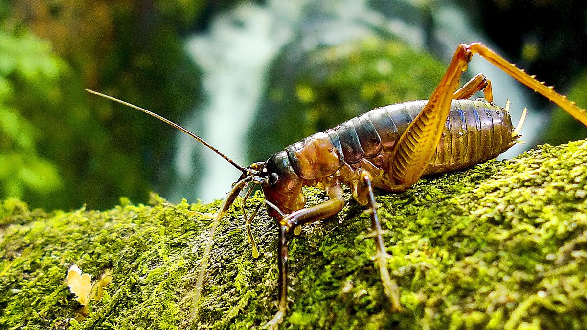 BBC Two New Zealand Earth s Mythical Islands The Diving Weta