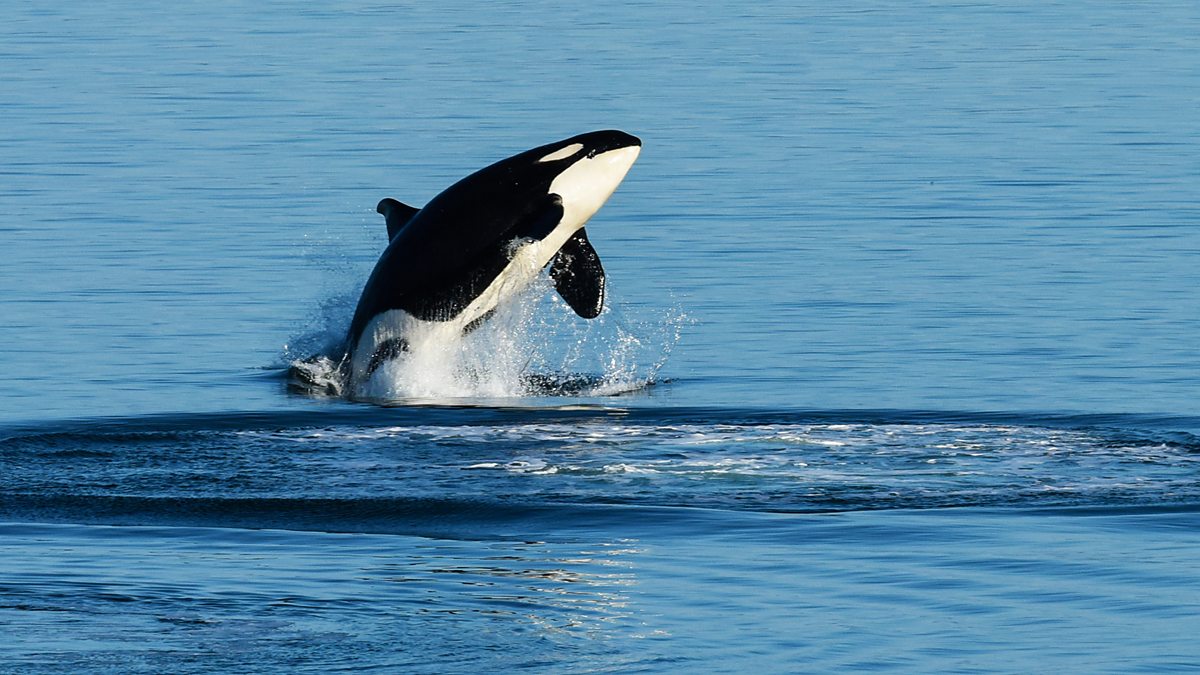 BBC Radio 4 - The Whale Menopause