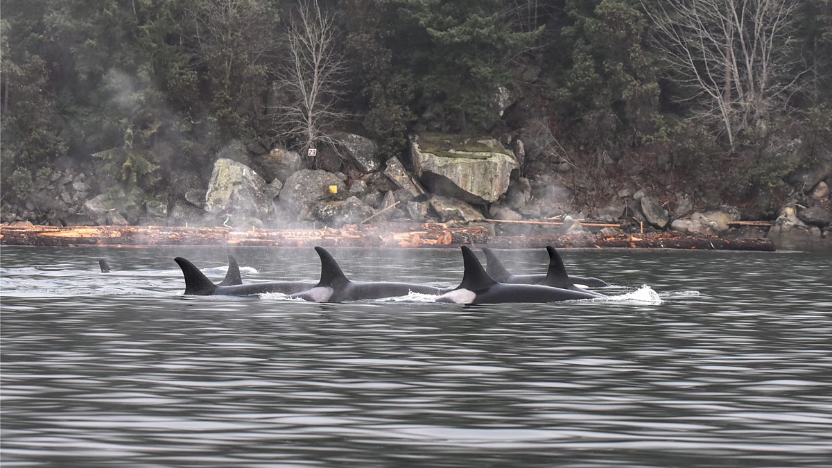 BBC Radio 4 The Whale Menopause, The wisdom of postmenopausal killer