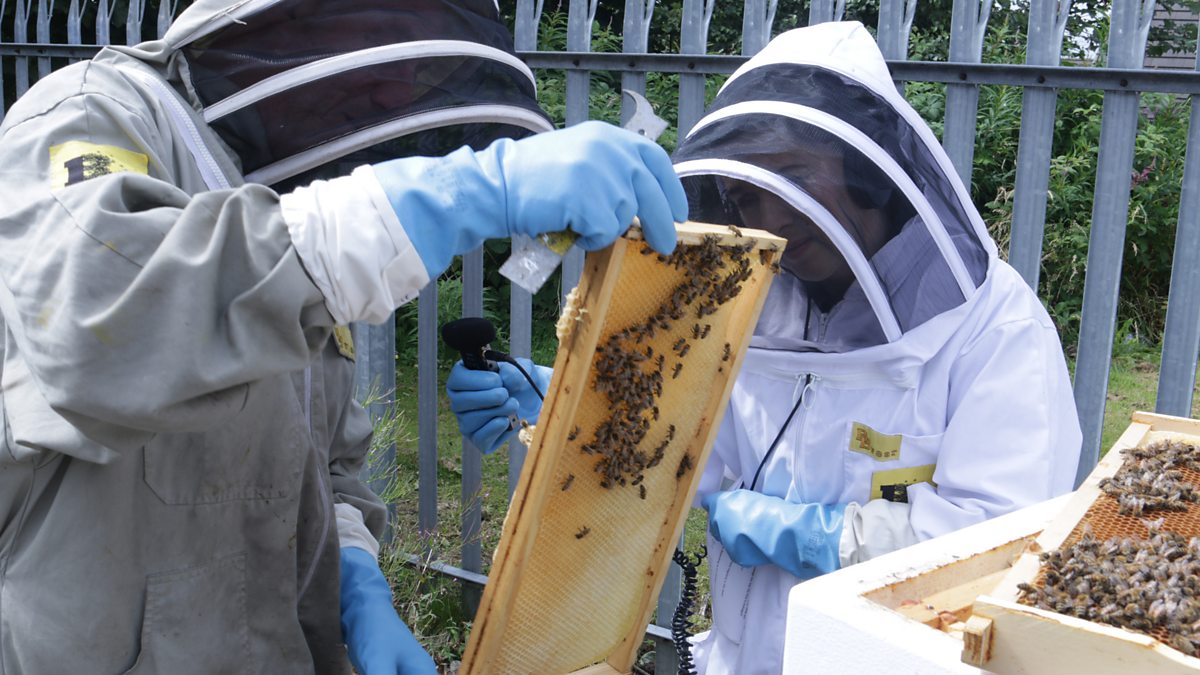 BBC Radio Scotland The Kitchen Café, Afternoon Tea and Honey, The