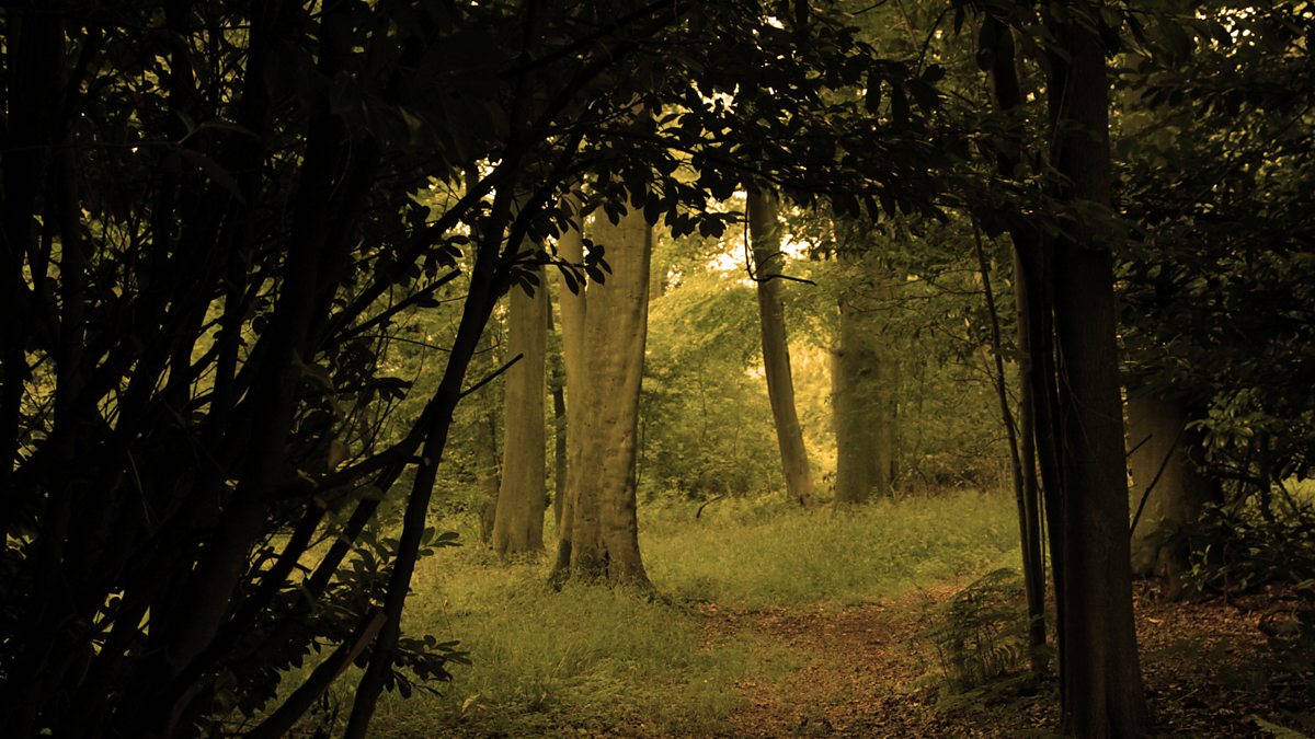 Woods
