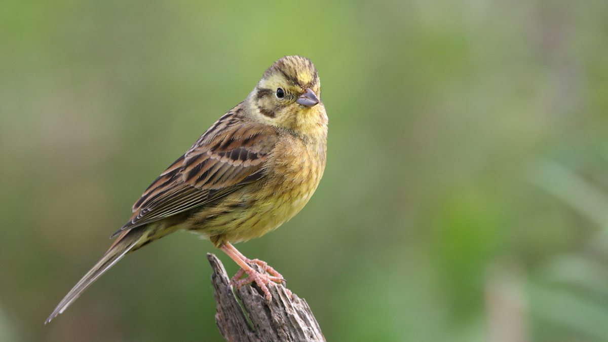 BBC Radio 3 - Breakfast, Sunday - Martin Handley, Breakfast Birdsong ...