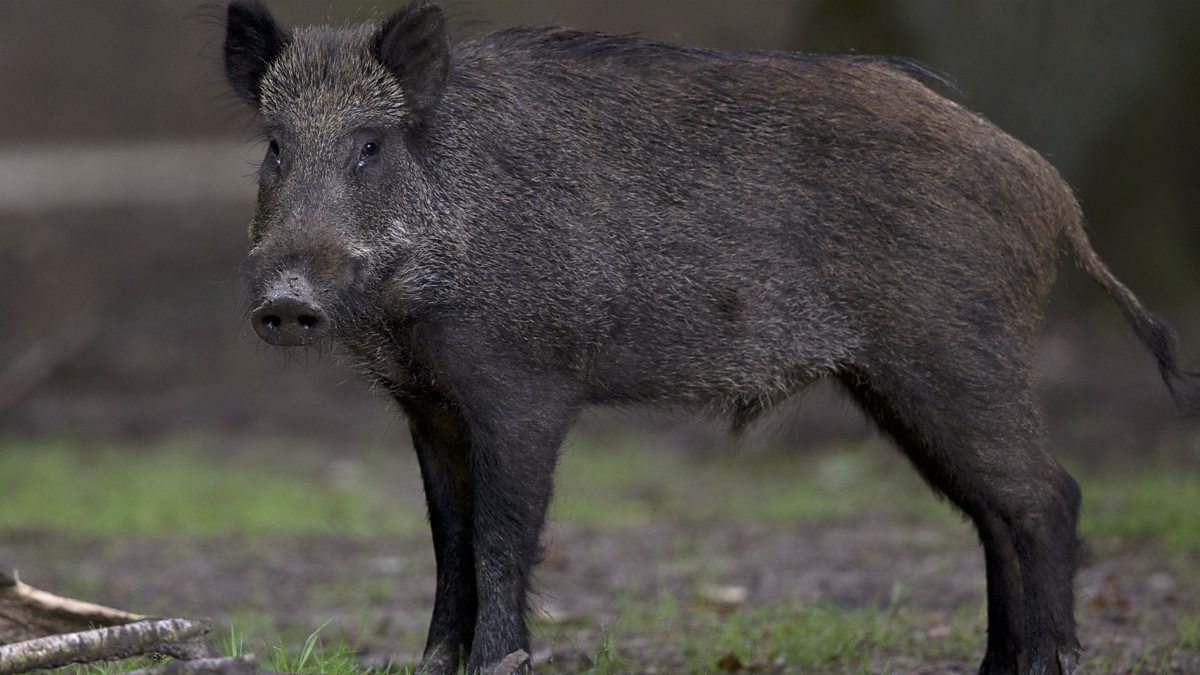 BBC Radio 5 Live - 5 Live In Short, Wild boars on the rampage in the ...