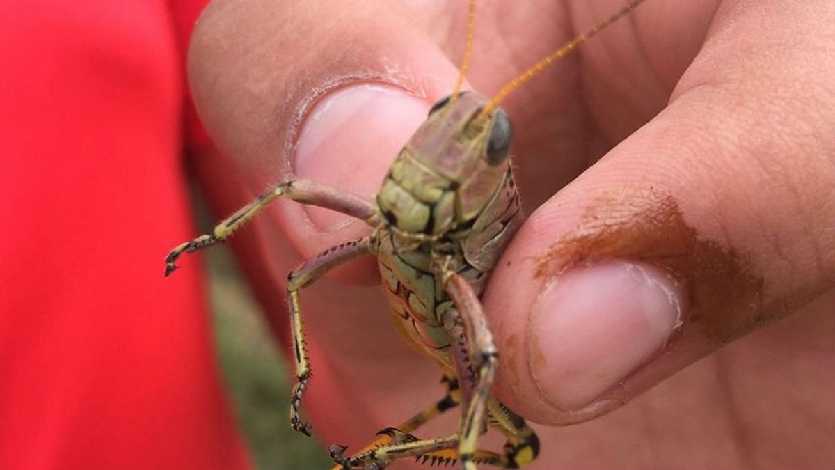 The Food Chain, What is it like to eat a grasshopper? Biology Diagrams