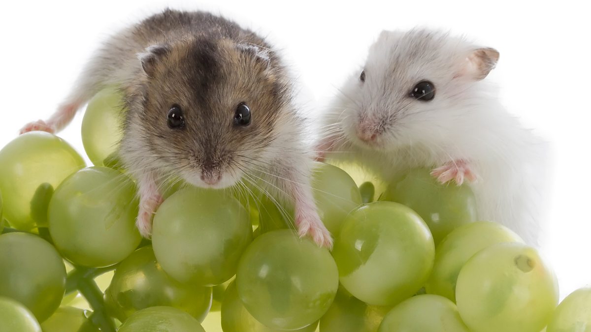 время интенсивного кислые продукты нельзя хомякам хамстер ру нем малышу