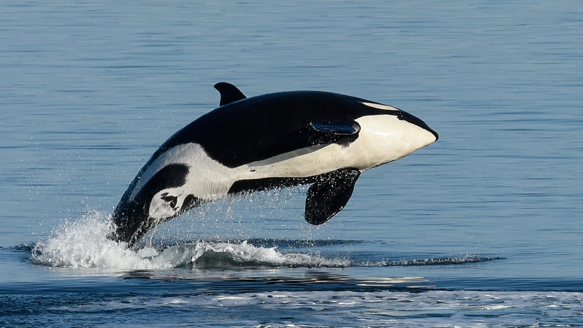 BBC World Service - Discovery, The Whale Menopause