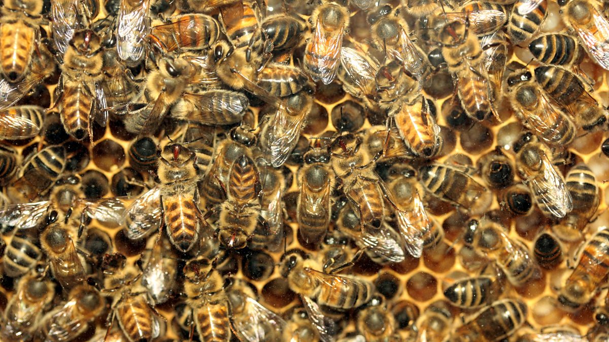 BBC World Service - The Fifth Floor, Who's afraid of the big bad bees?