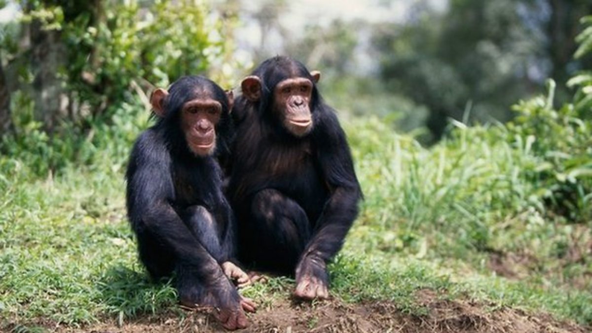 Apes перевод
