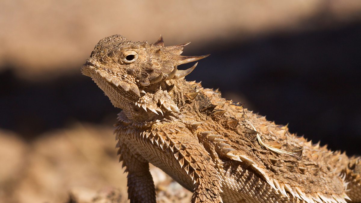 BBC Two - Regal Horned Lizard (Phrynosoma solare) live in the deserts ...