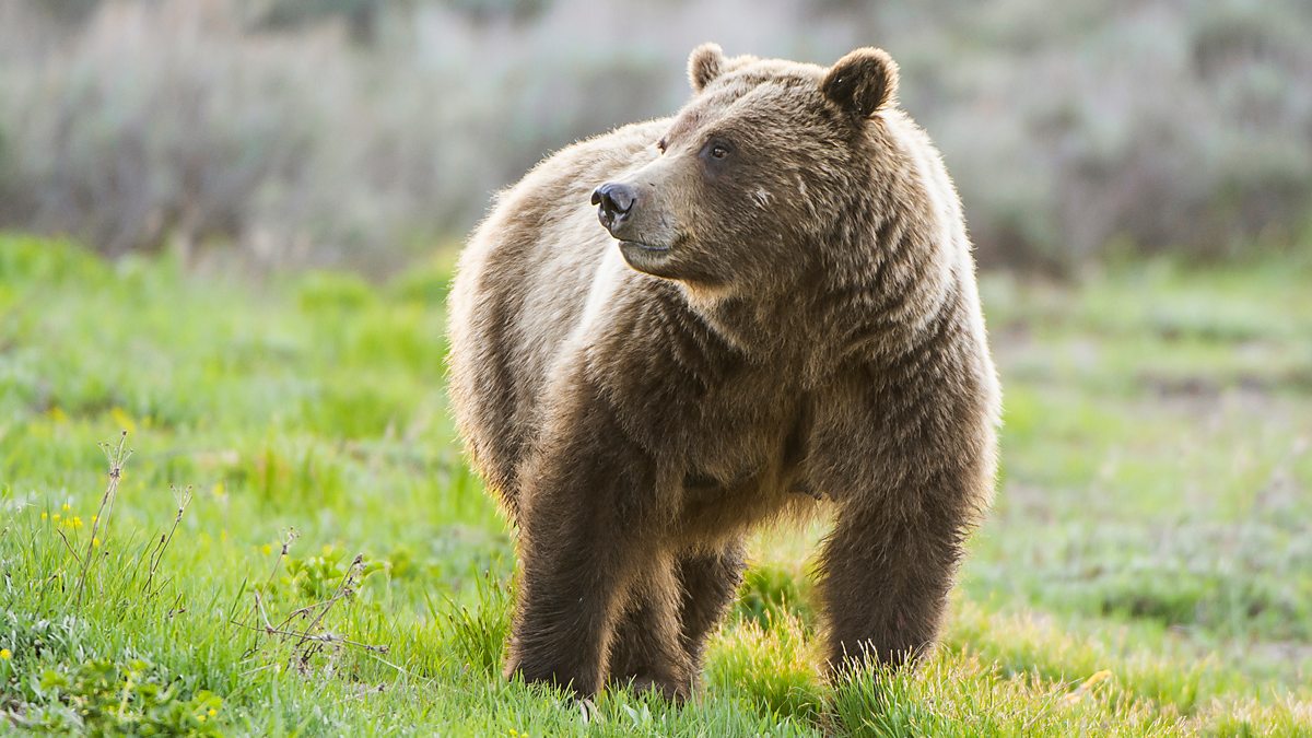 BBC Two - Wild West - America's Great Frontier, The High Country