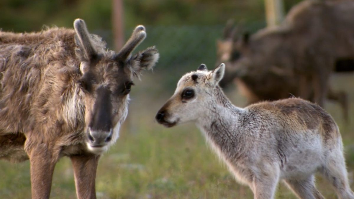 BBC Two - Arctic Live, Episode 2, Reindeer round up