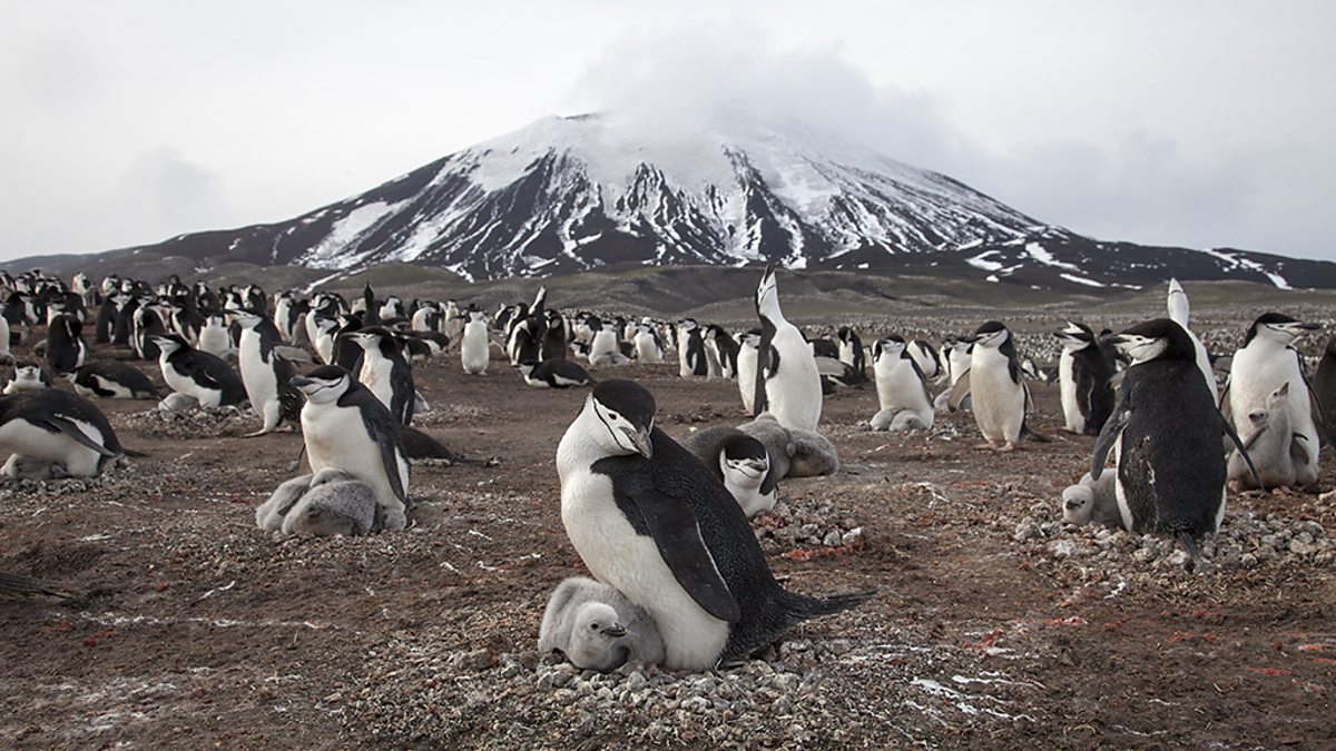 BBC One - The Largest Penguin Colony In The World - Planet Earth II ...