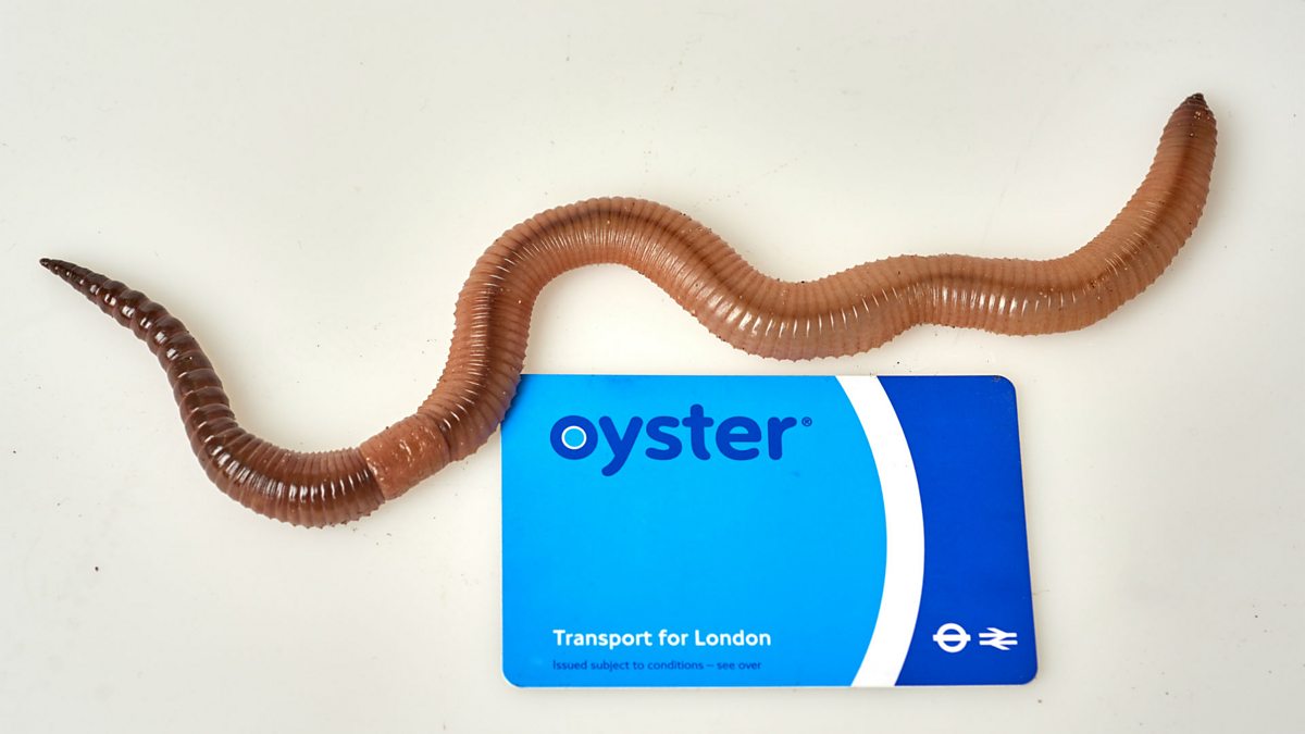 download biggest earthworm in the world download biggest earthworm in the world