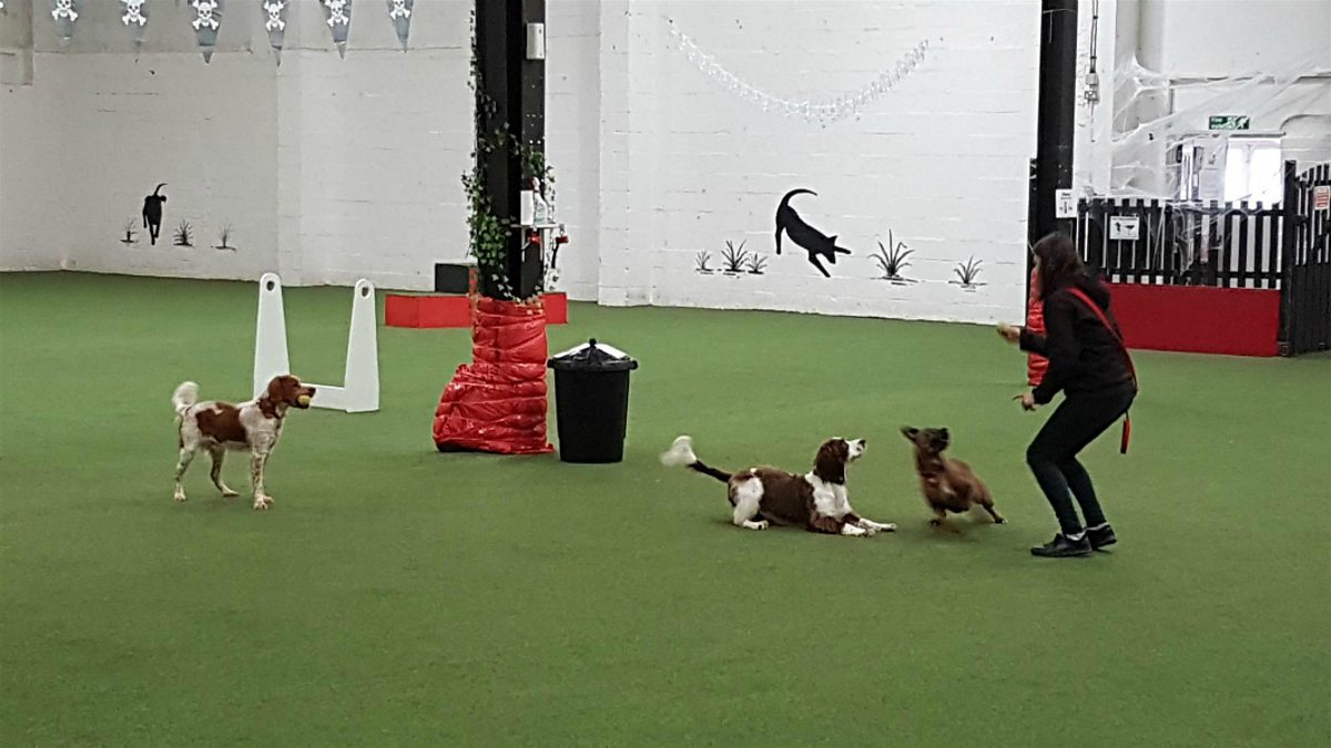 indoor dog park profitable