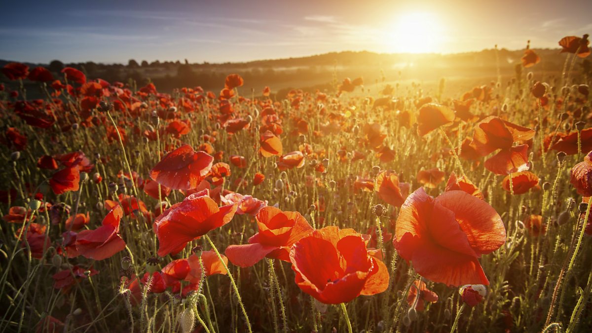 bbc-radio-ulster-the-green-fields-of-france-the-green-fields-of-france