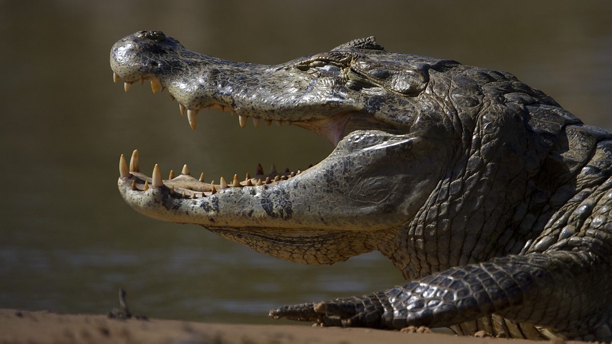 Bbc One - Black Caiman Are The Largest Crocodilians Living In South 