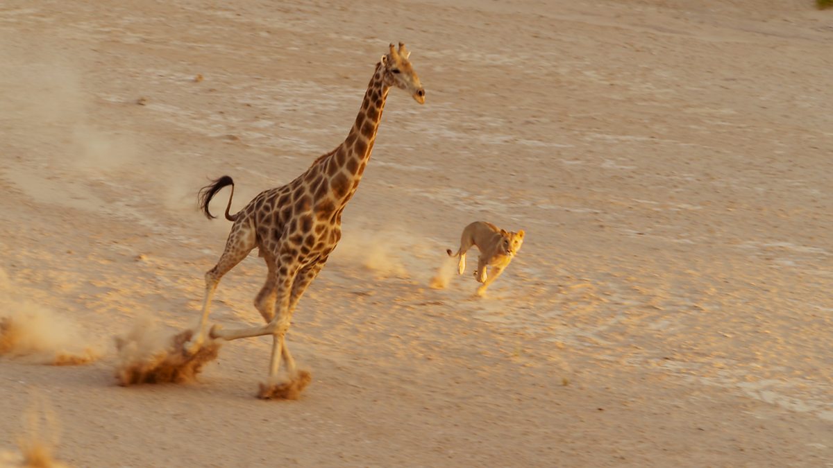 desert prey animals