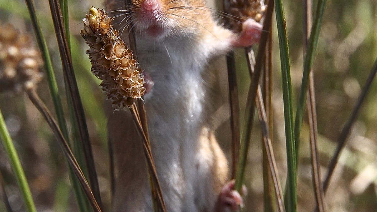 BBC One A female harvest mouse climbs through grass blades.
