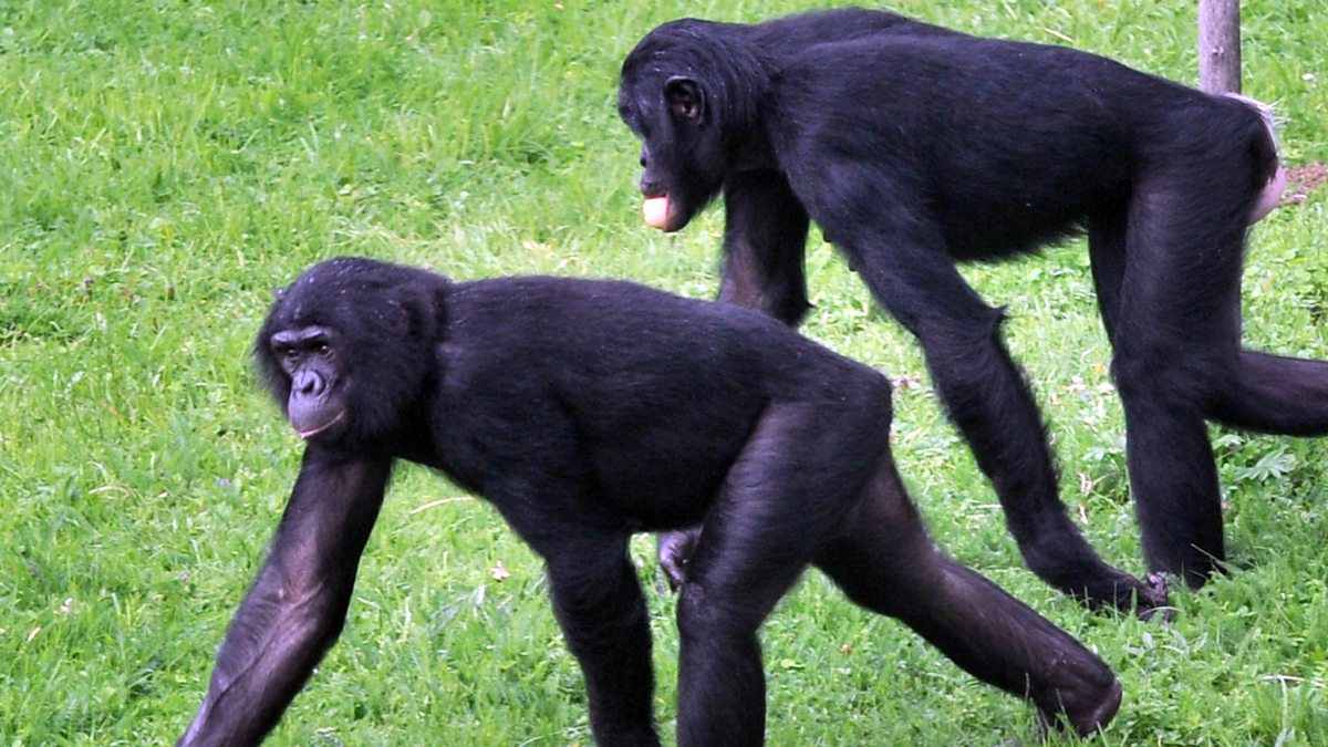 Шимпанзе конечности. Приматы и обезьяны разница.