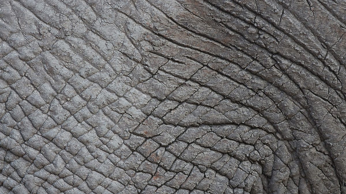 BBC Two - Close up of elephant skin - Gordon Buchanan: Elephant Family ...