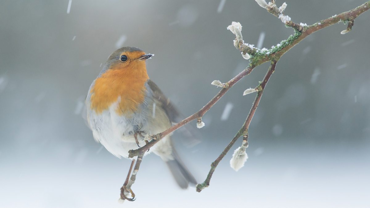 BBC Radio 4 - Four Seasons, A Robin, by Walter de la Mare, read by Noma ...