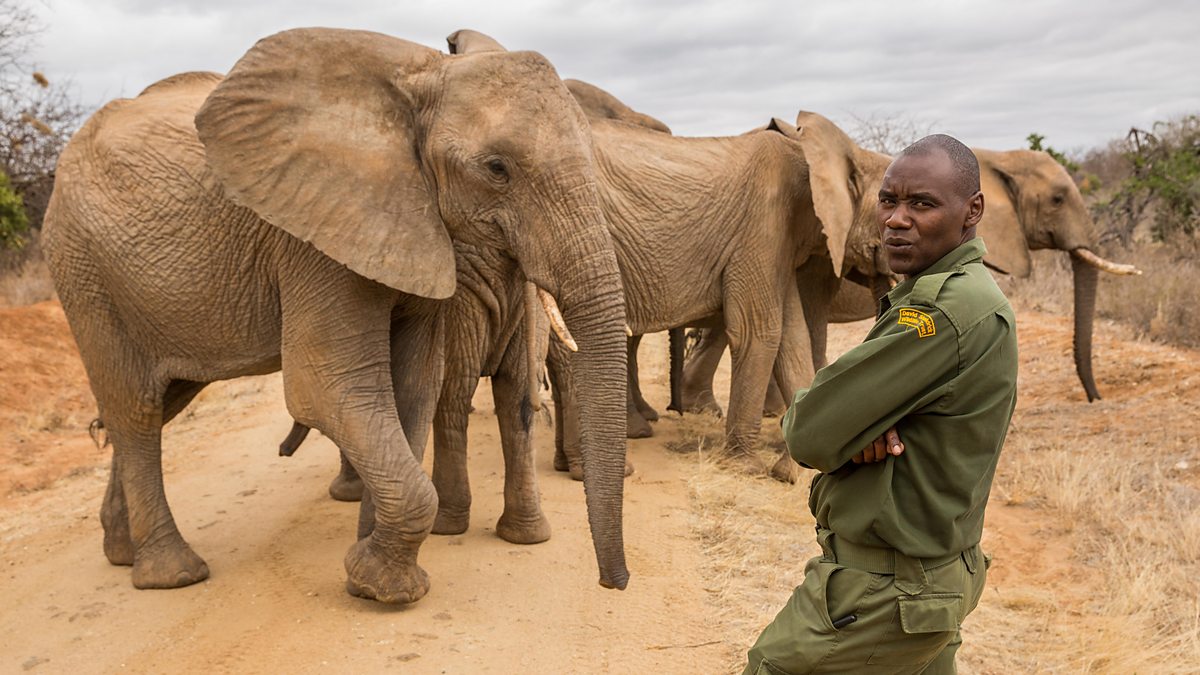 BBC Two - Gordon Buchanan: Elephant Family & Me - Benjamin Kyalo's ...