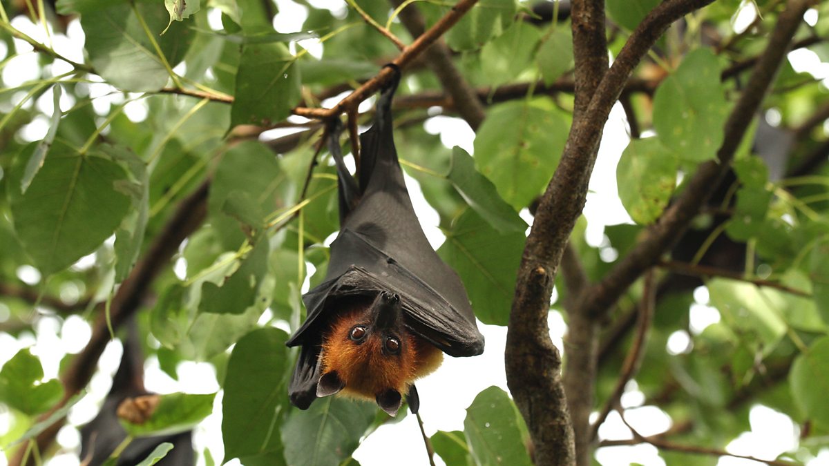 BBC Two - Lyle’s flying fox - Thailand: Earth's Tropical Paradise, The ...