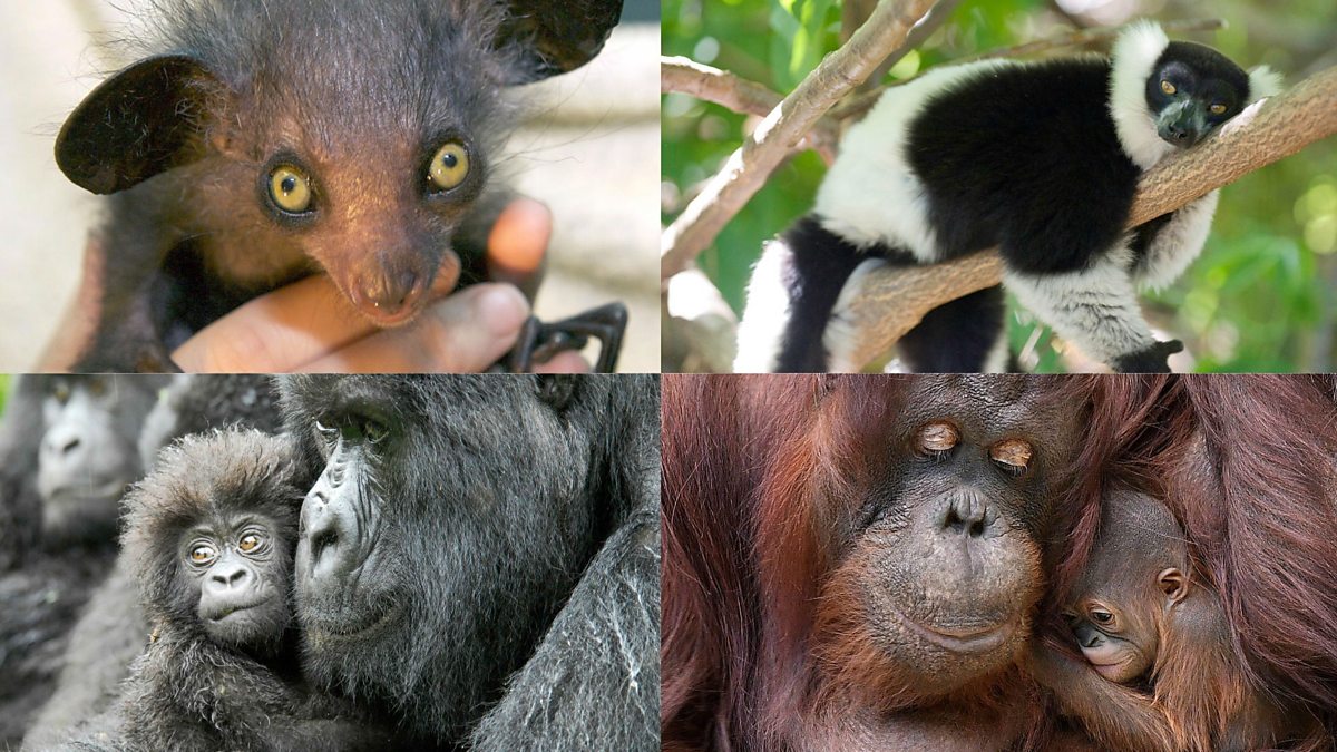 BBC Radio 5 Live 5 Live In Short, Scientist 60 of primates could