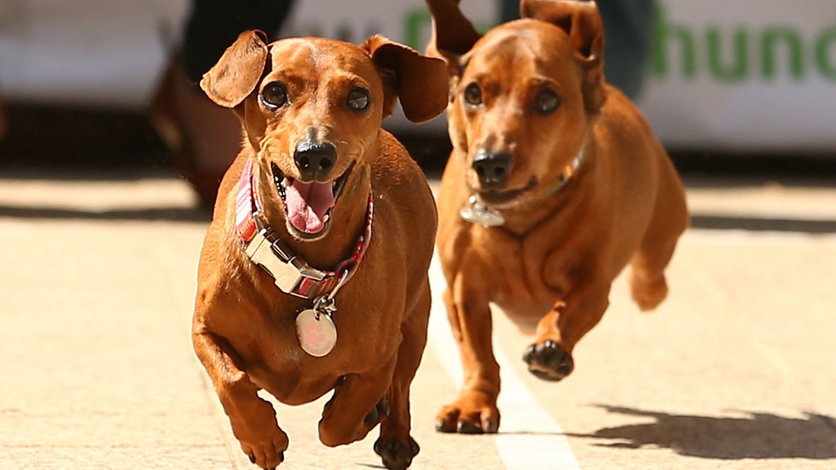 BBC World Service CrowdScience, Why are Dogs so Different?, Why do