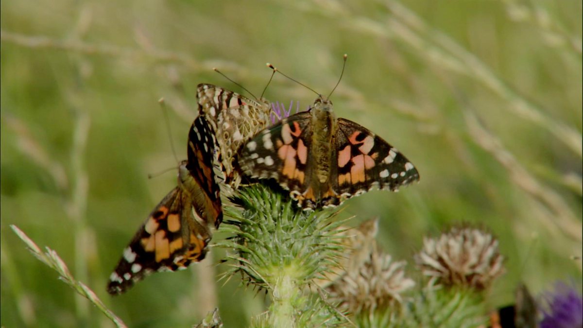 BBC Two Winterwatch, Series 5, Hibernating Butterflies