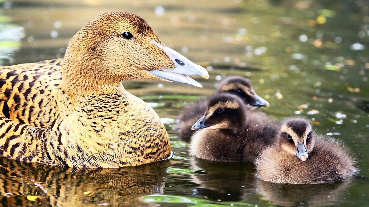 BBC iPlayer - Andys Baby Animals - 18. Hiding