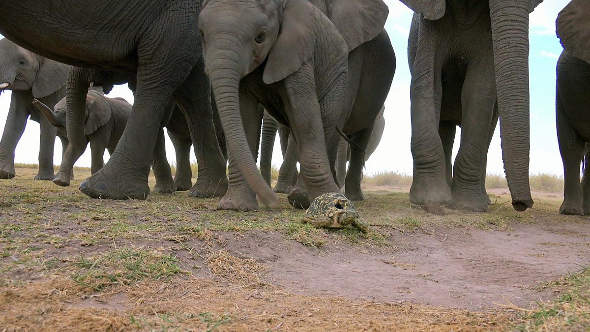 BBC One - Spy In The Wild, Meet The Spies, Spy Tortoise Squashed