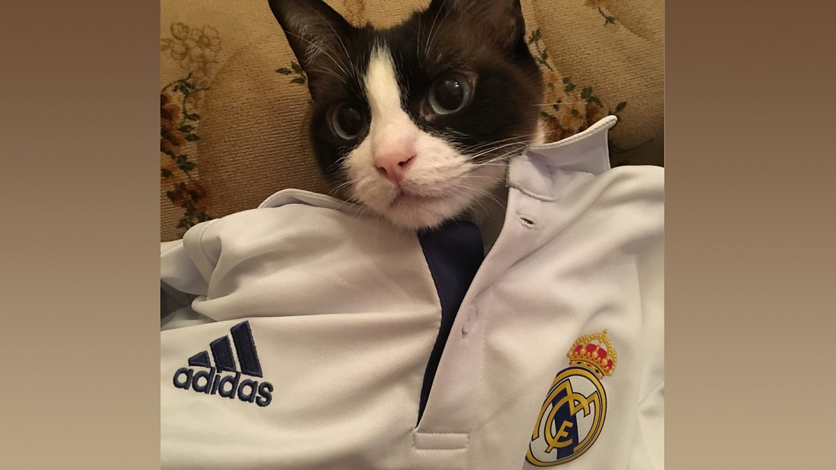 : Real Madrid Jersey for DOGS & CATS Football Fan