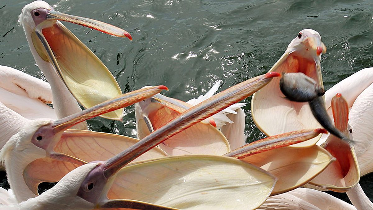 BBC World Service The Science Hour, Birds’ Beaks