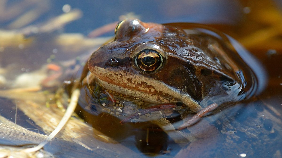 BBC World Service CrowdScience, Is There Life After Death?, The Frogs