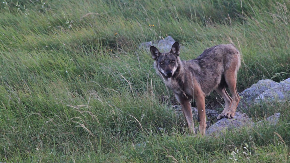 BBC World Service - Outlook, The magic moment of a wolf sighting