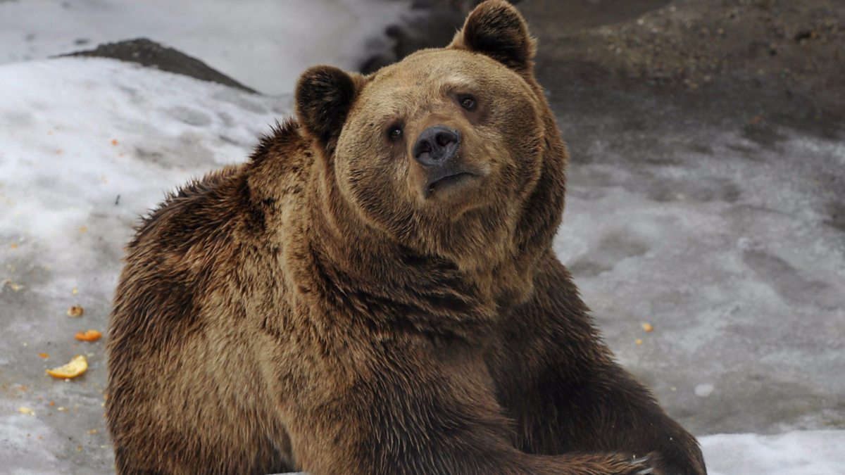 Bear time. Фото медвежьей груди. Медвежьи сисечки. Bear is hibernating.