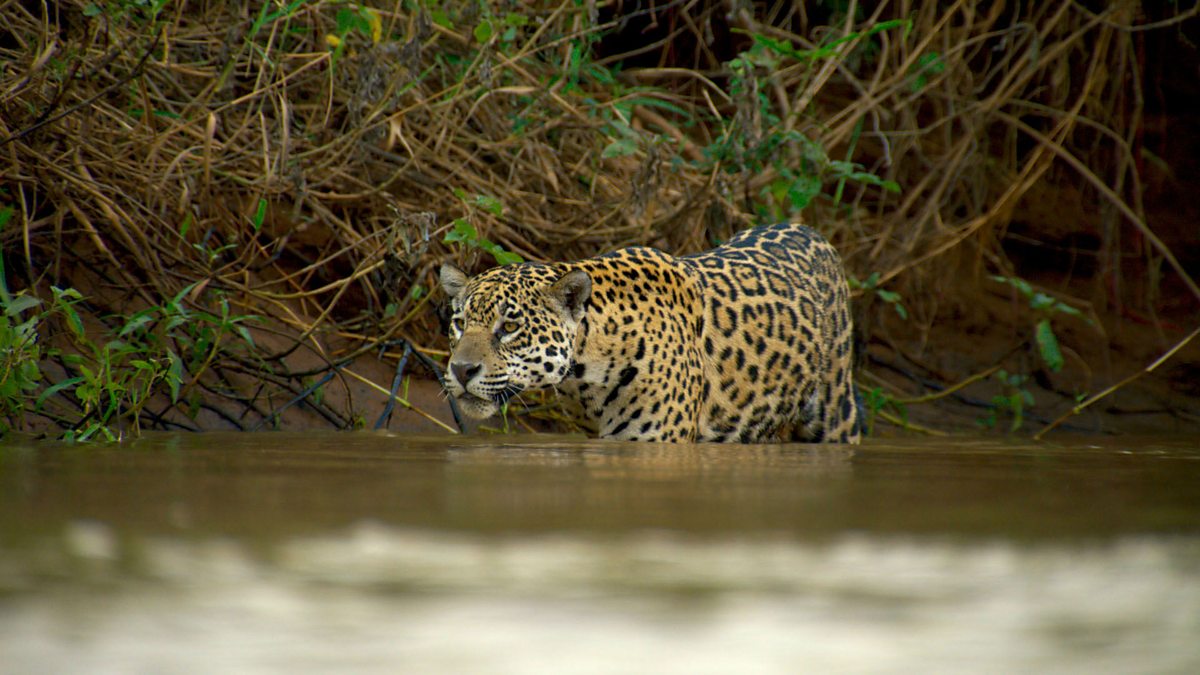 BBC Radio 4 - World at One, How camera traps let jaguars take 'selfies'