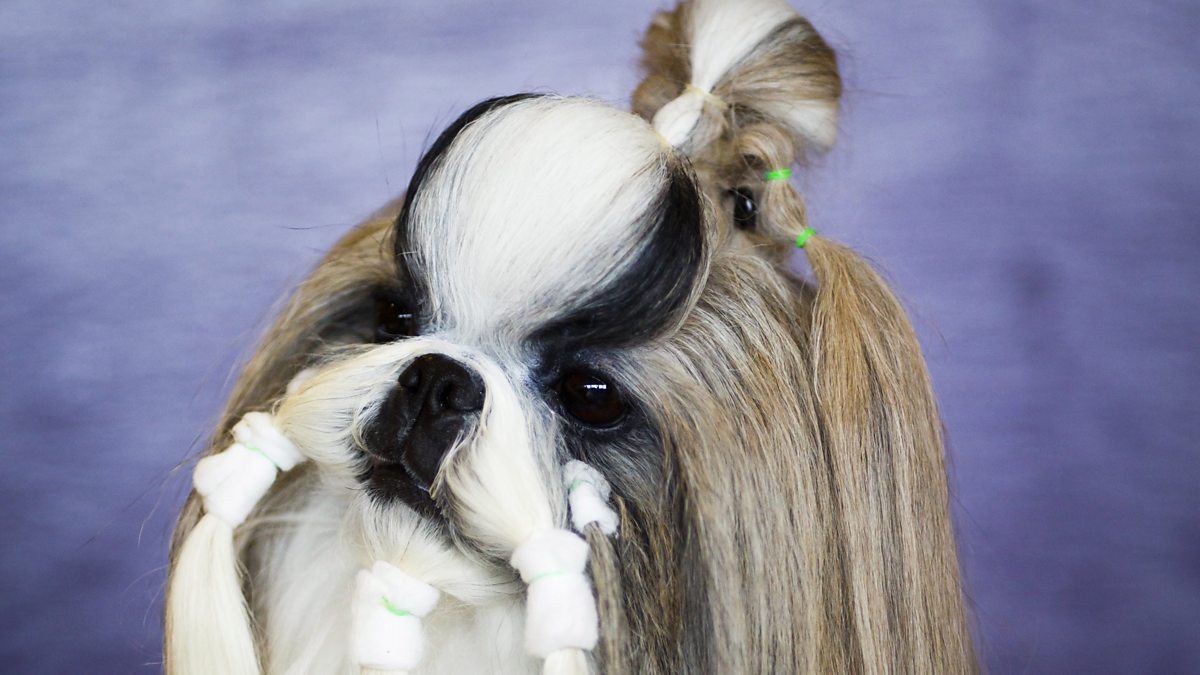 Shih store tzu crufts