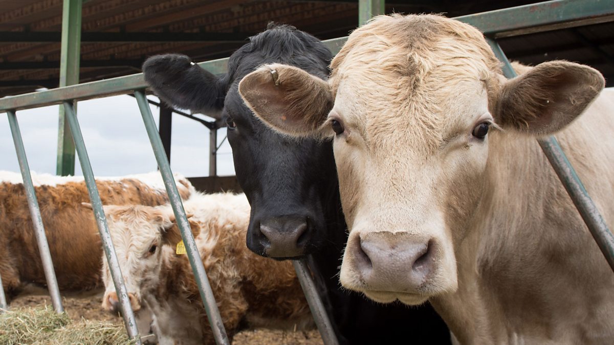 c Blogs The Archers Pip Some Escaped Cows And The Ibr Virus