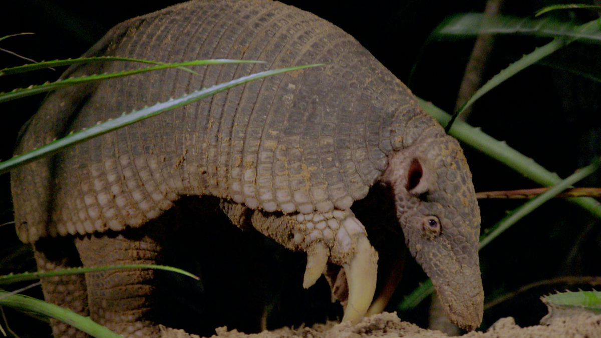 BBC Two Natural World, 20172018, Hotel Armadillo, Hotel Armadillo