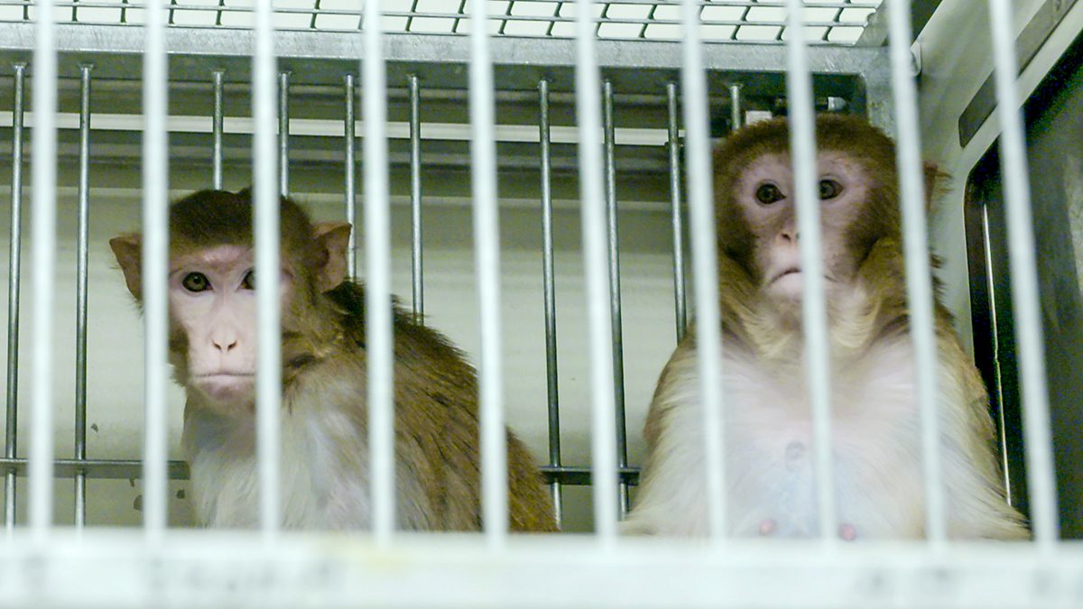 BBC Three The Monkey Lab