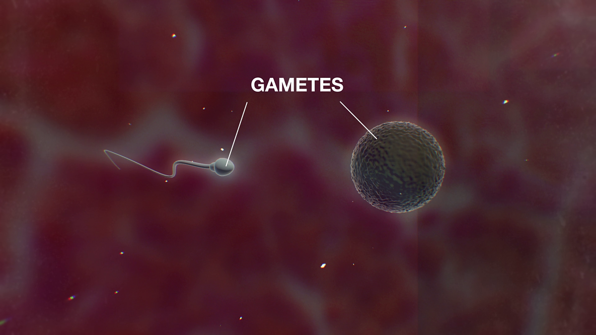 BBC - Bitesize, National 4 - Sexual reproduction in animals