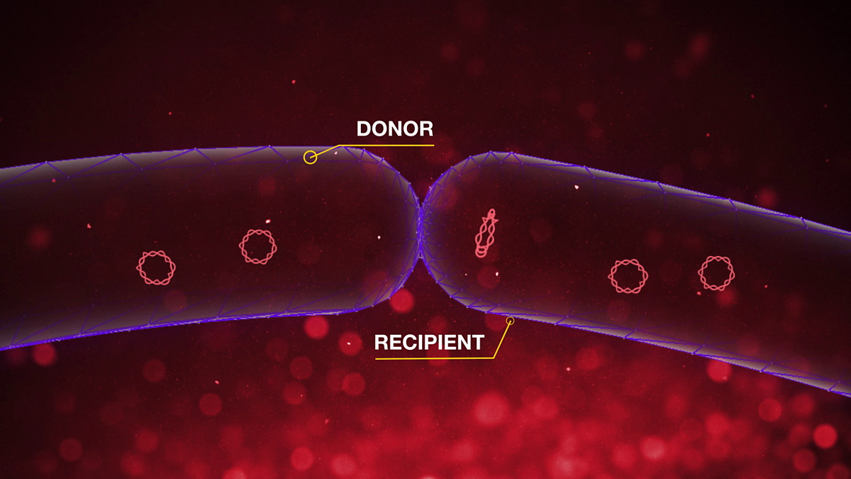 Genetic Engineering Bbc Bitesize Video