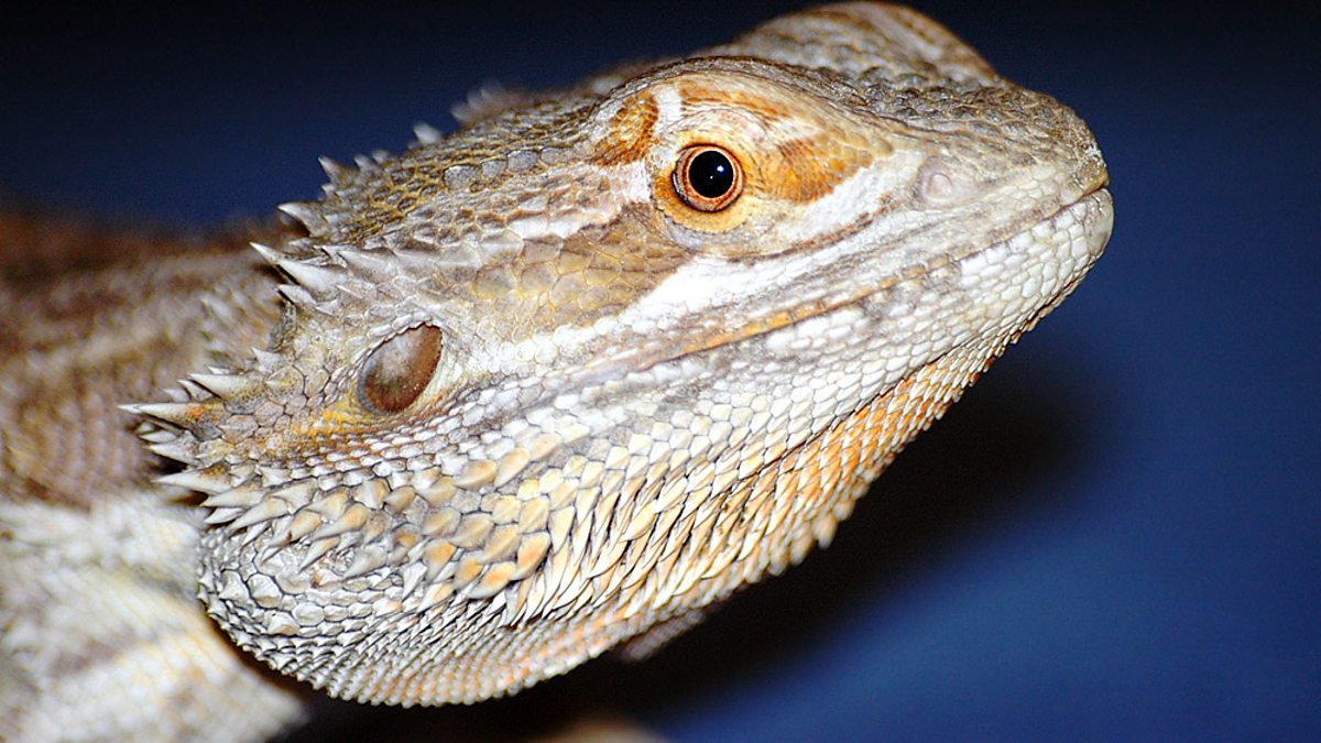 What Is Metabolic Bone Disease In Bearded Dragons