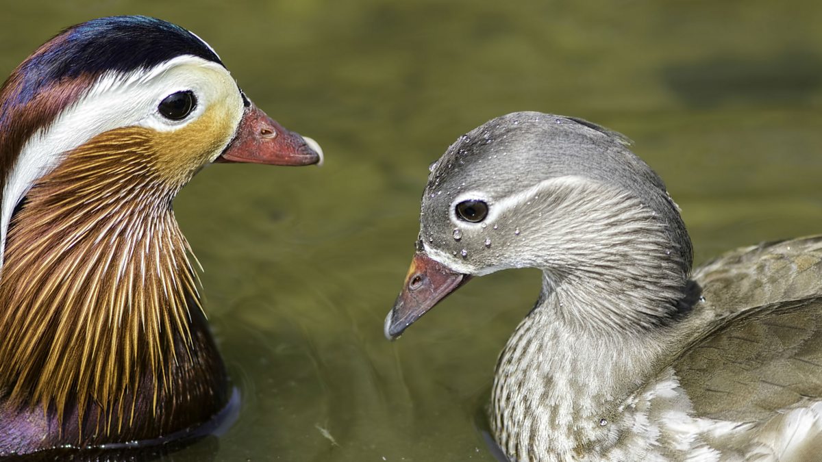 They were some birds. Утка женская фото.