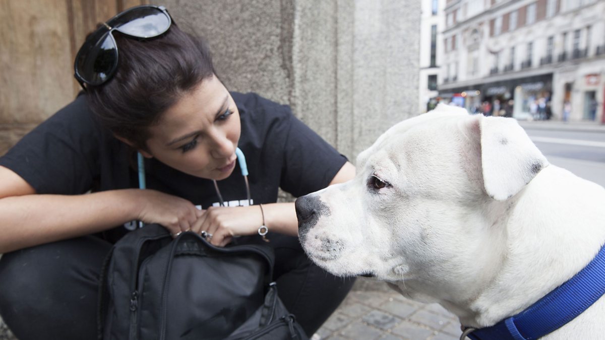 BBC World Service Outlook, The vet caring for homeless dogs